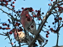 click thumbnail to load image