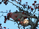 click thumbnail to load image