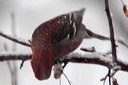 click thumbnail to load image