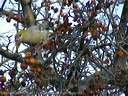 click thumbnail to load image