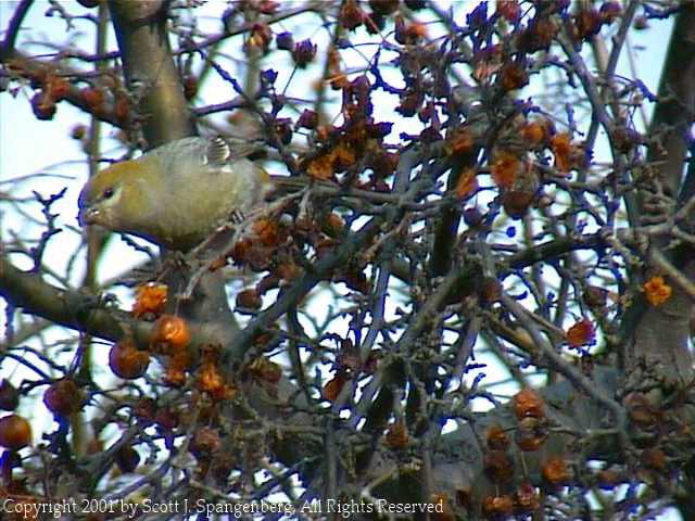 pinegrosbeak001.jpg