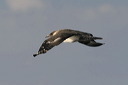 click thumbnail to load image
