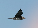 click thumbnail to load image
