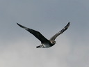 click thumbnail to load image