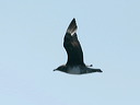 click thumbnail to load image