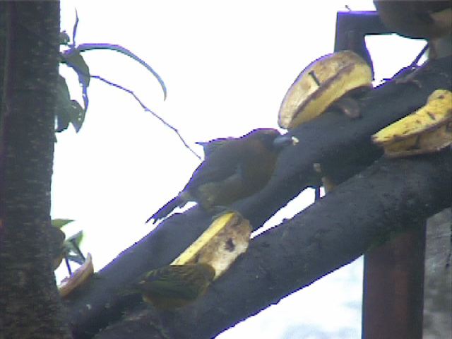 prongbilledbarbet01.jpg