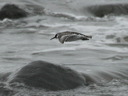 click thumbnail to load image