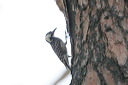 click thumbnail to load image