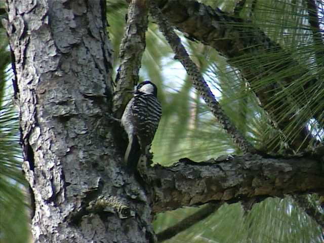 redcockadedwoodpecker001.jpg
