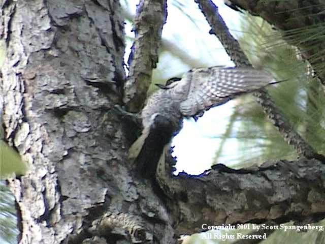 redcockadedwoodpecker003.jpg