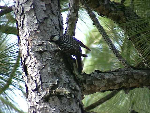 redcockadedwoodpecker004.jpg