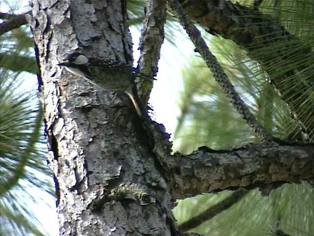redcockadedwoodpecker006.jpg