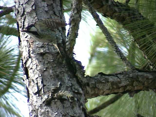 redcockadedwoodpecker007.jpg