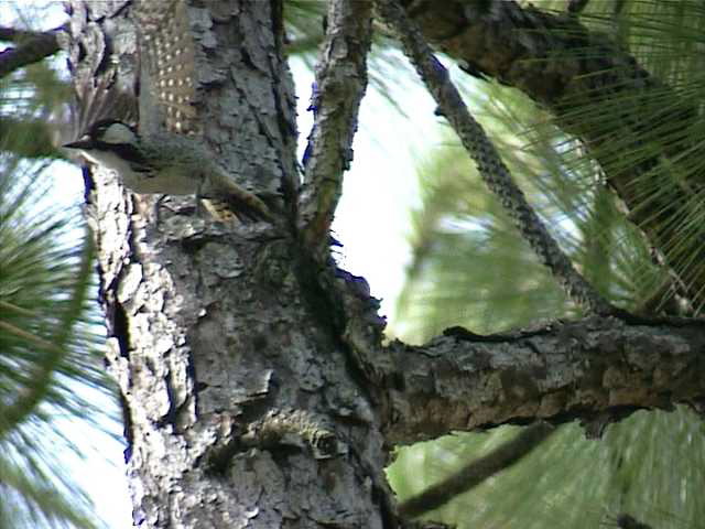 redcockadedwoodpecker008.jpg