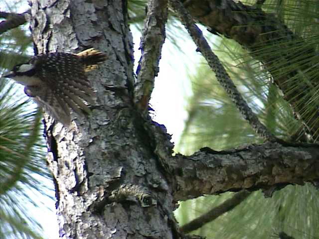 redcockadedwoodpecker09.jpg