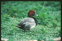 click thumbnail to load image