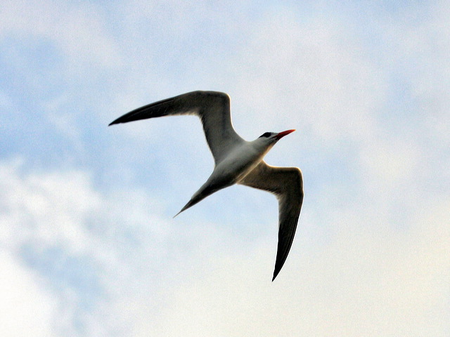 2004-06-01-232.jpg