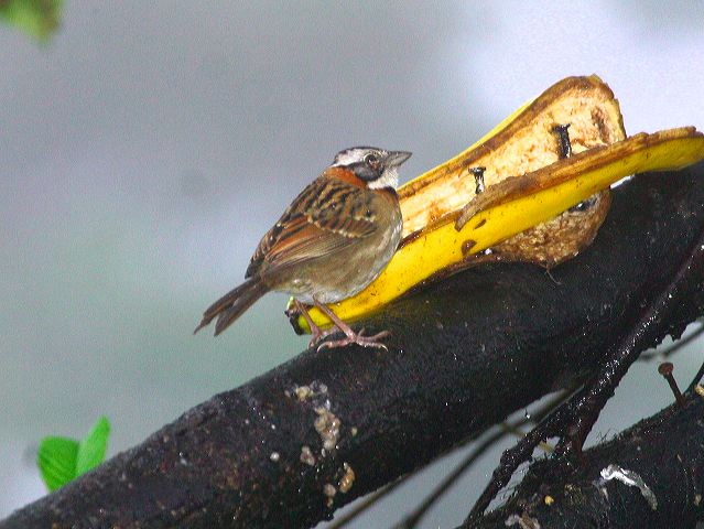 2003-cri-4932.jpg