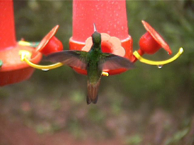 rufoustailedhummingbird01.jpg