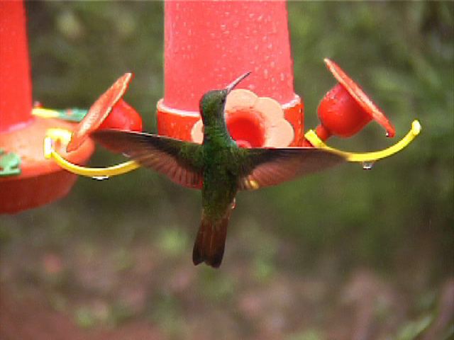 rufoustailedhummingbird02.jpg