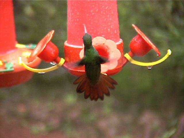 rufoustailedhummingbird03.jpg