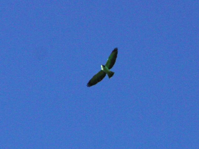 2003-cri-3484.jpg