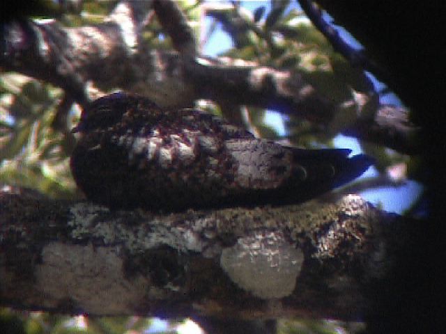 shorttailednighthawk06.jpg