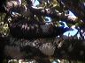click thumbnail to load image