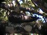 click thumbnail to load image