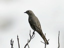click thumbnail to load image