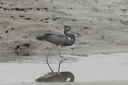 click thumbnail to load image