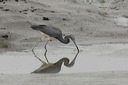 click thumbnail to load image