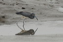 click thumbnail to load image