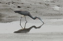 click thumbnail to load image
