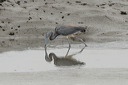 click thumbnail to load image