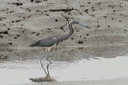 click thumbnail to load image