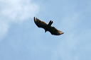 click thumbnail to load image