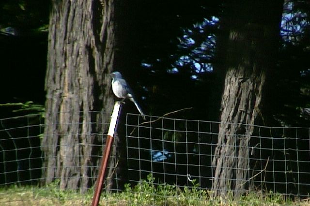 westernscrubjay001.jpg
