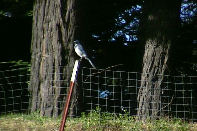 westernscrubjay002.jpg