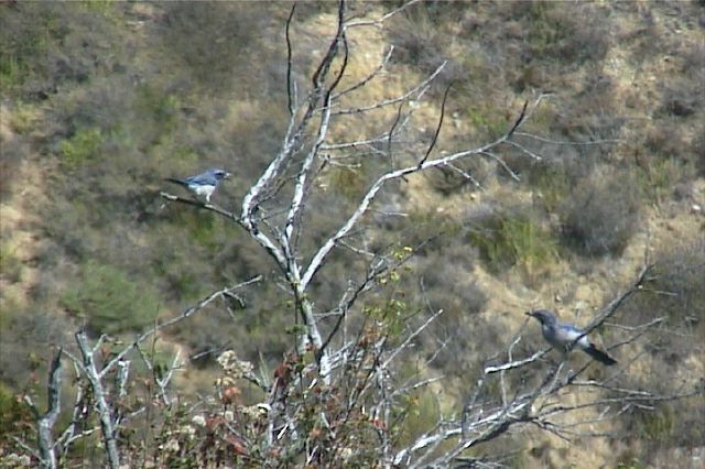 westernscrubjay003.jpg