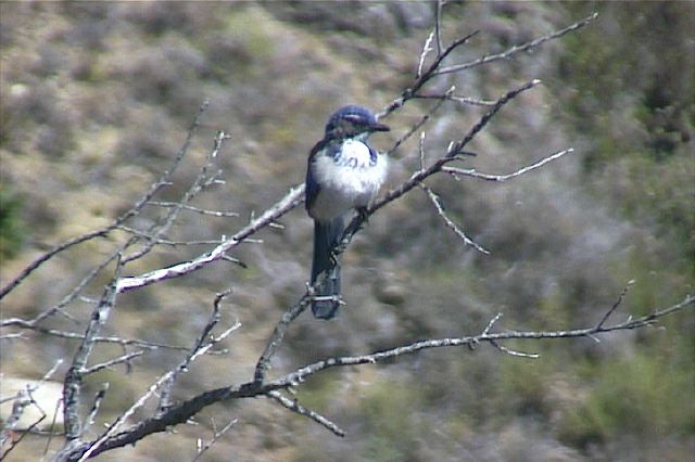 westernscrubjay004.jpg