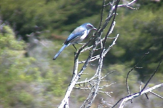 westernscrubjay005.jpg