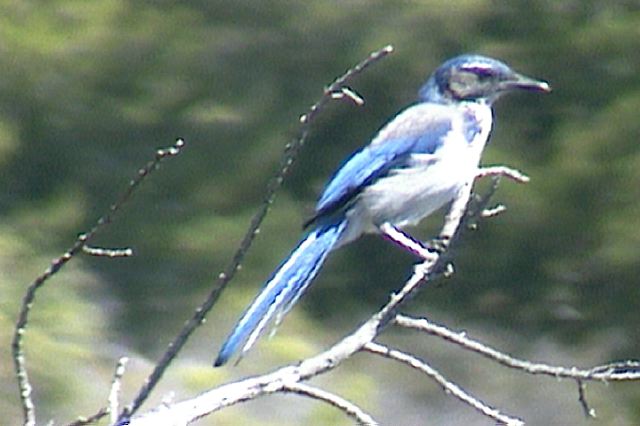 westernscrubjay006.jpg