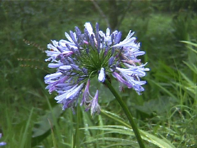 flower02.jpg