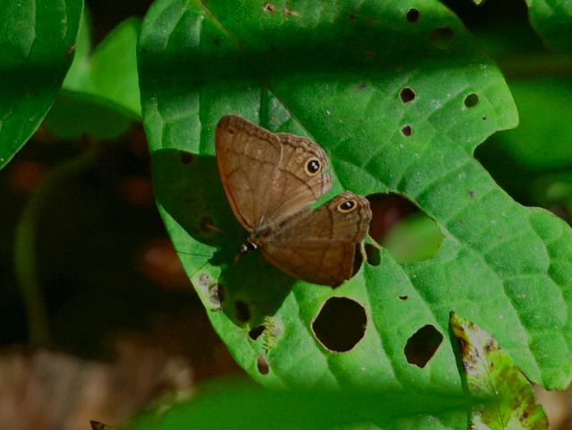 2003-cri-4547.jpg