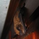 click thumbnail to load image