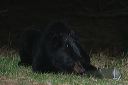 click thumbnail to load image