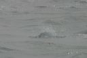click thumbnail to load image