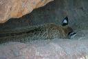 click thumbnail to load image