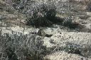 click thumbnail to load image